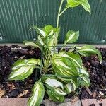 Hosta longipes Blatt