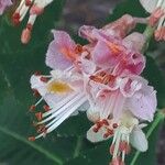 Aesculus × carneaফুল