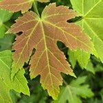 Acer × freemanii পাতা