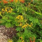 Caesalpinia pulcherrima葉