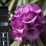 Rhododendron niveum Flower