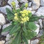 Senecio cacaliaster Liść