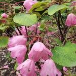 Rhododendron orbiculare Kvet