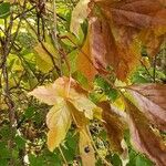 Parthenocissus quinquefoliaLeaf