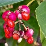 Euonymus japonicus Fruit