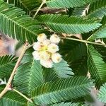 Calliandra tweediei Other