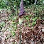 Amorphophallus konjac Tervik taim