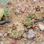 Neurada procumbens Plod