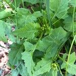 Sisymbrium erysimoides Leaf