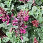 Salvia involucrata Hábito