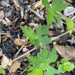 Geranium psilostemon Blad