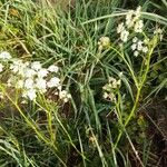 Conopodium majus Leaf