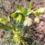 Helleborus foetidusFlower