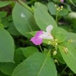 Impatiens balfouriFlower