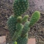 Opuntia microdasysLeaf