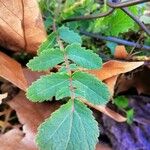 Eruca vesicaria Blatt