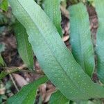 Dryopteris sieboldii Leaf