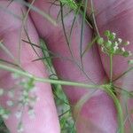 Cyclospermum leptophyllum Blüte