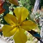 Fremontodendron californicum Blomst