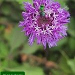 Centratherum punctatum Flor