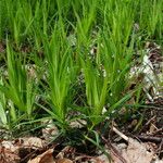 Polygonatum verticillatum ᱥᱟᱠᱟᱢ