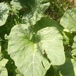 Cucurbita moschata Levél