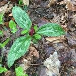 Trillium sessile 叶