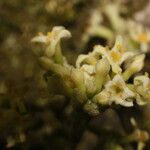 Daphnopsis americana Õis