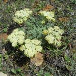 Lomatium dasycarpum Цвят