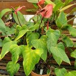 Anthurium andraeanum Облик