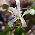 Humbertioturraea malifolia Flor