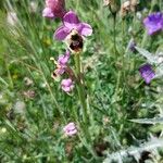 Ophrys tenthredinifera Хабит