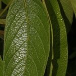 Nectandra villosa Ліст