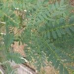 Albizia lebbeck Leaf