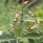 Combretum celastroides Frucht