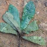 Psychotria konguensis Yaprak