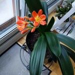 Clivia miniata Floro