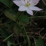 Lysimachia europaea Blomst