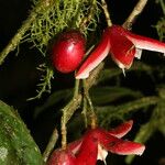 Chrysochlamys glauca Fruto
