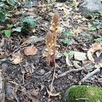 Orobanche hederae Other