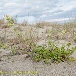 Stachys maritima Natur