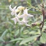 Daphne acutiloba Blüte
