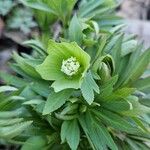 Helleborus viridis Kwiat