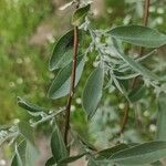 Elaeagnus angustifolia Цвят