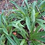 Carex plantaginea Leaf