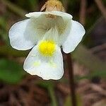 Pinguicula alpina Flor