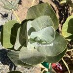 Calotropis procera Blatt