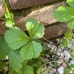 Geum macrophyllumFolha