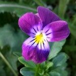 Viola tricolorFlower