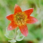 Lilium bolanderi Flor